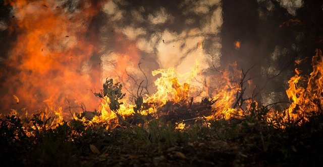 Prevenzione e lotta incendi: pulizia delle aree private